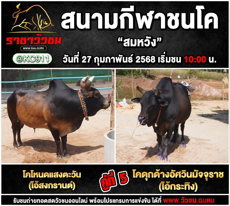 โปรแกรมวัวชน 27-2-2568