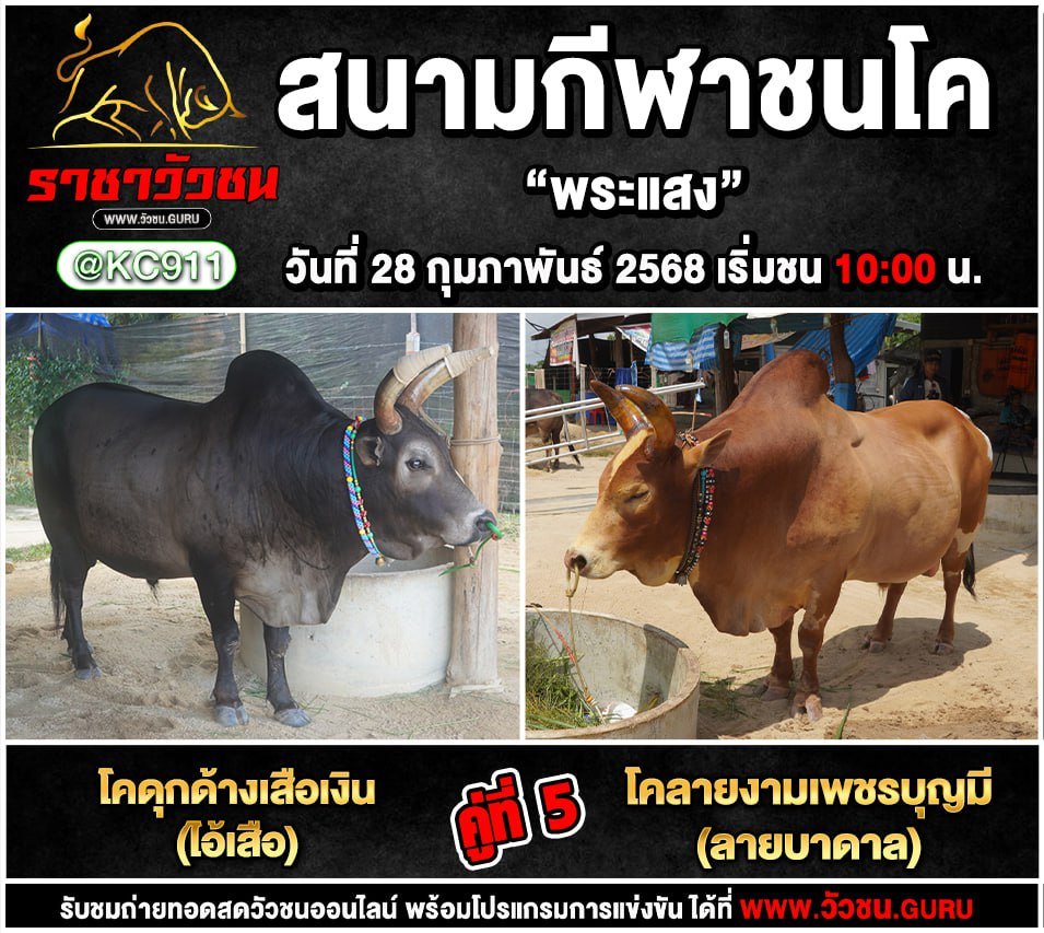 โปรแกรมวัวชน 28-2-2568