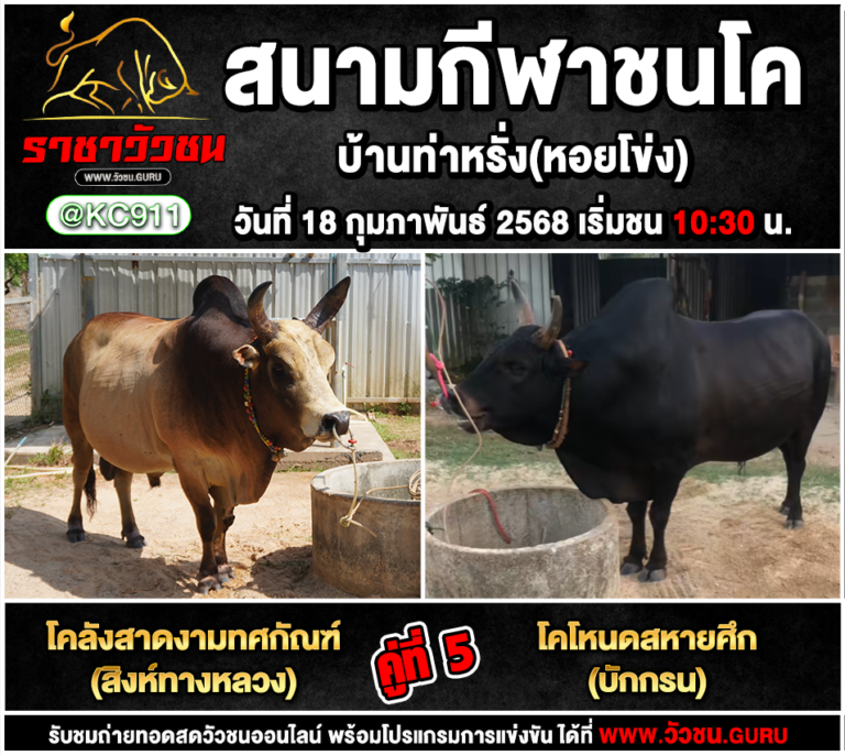 คลิปวัวชนย้อนหลัง 18-2-2568