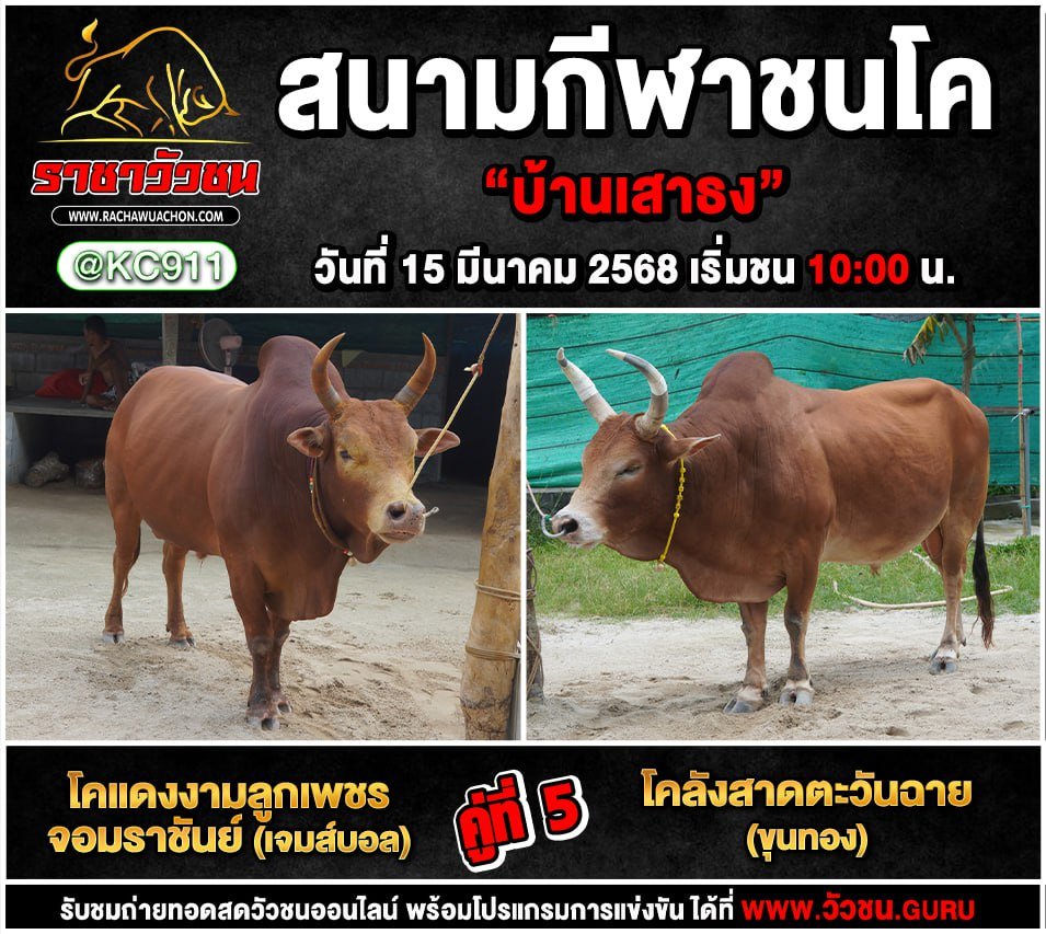 โปรแกรมวัวชน 15-3-2568