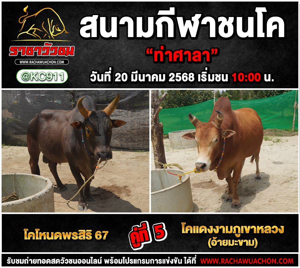 โปรแกรมวัวชน 20-3-2568