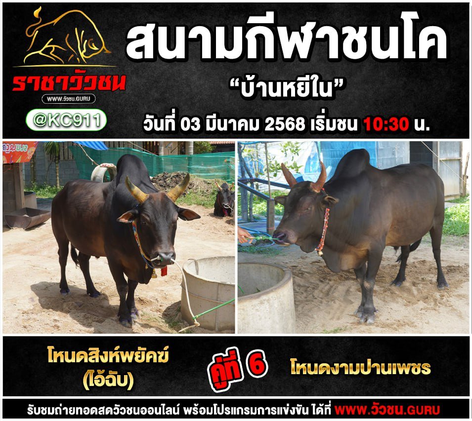 โปรแกรมวัวชน 3-3-2568