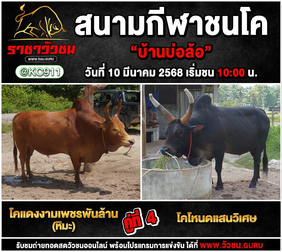 โปรแกรมวัวชน 10-3-2568