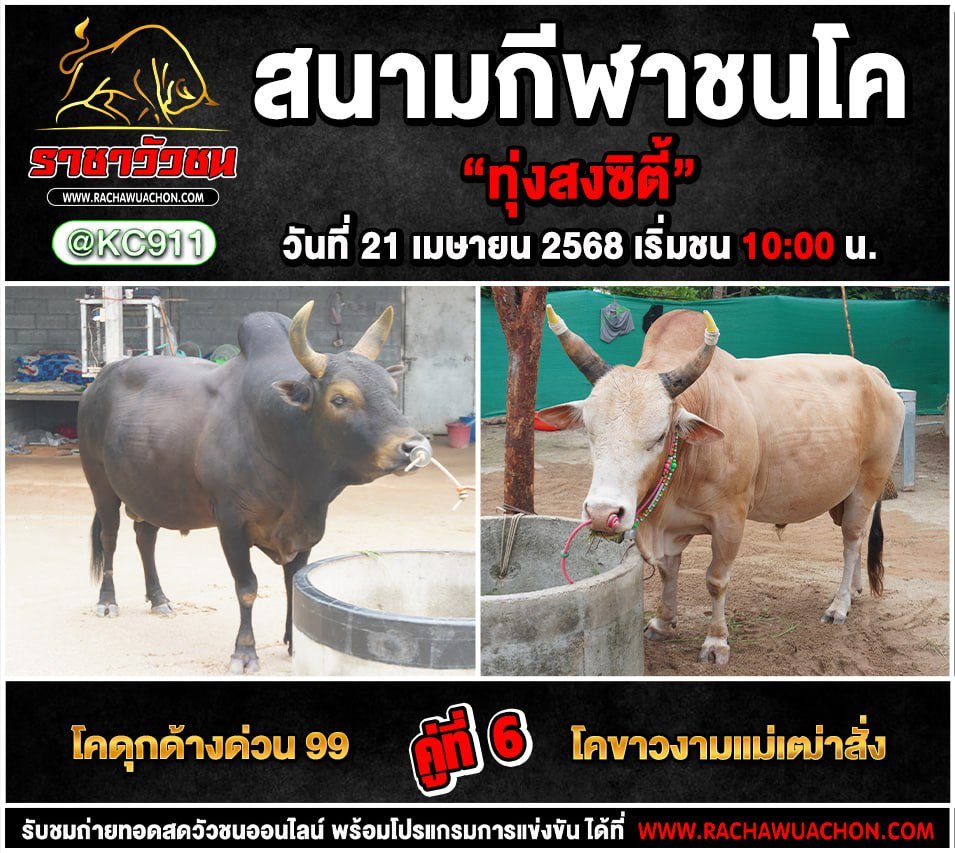 คลิปวัวชนย้อนหลัง 21-4-2568
