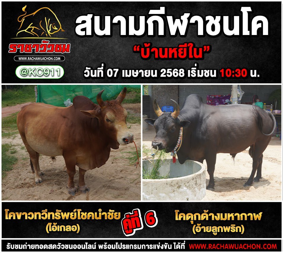 โปรแกรมวัวชน 7-4-2568