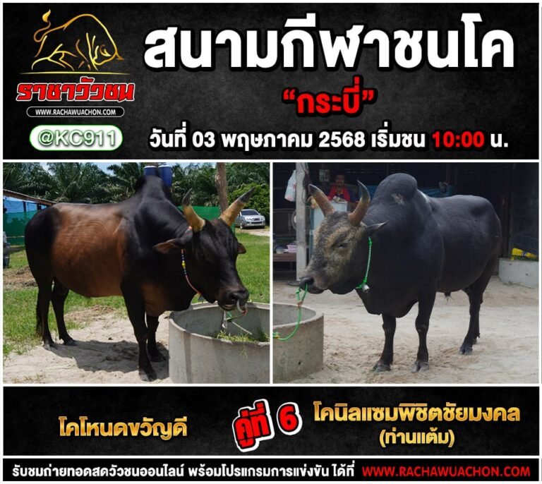 คลิปวัวชนย้อนหลัง 3-5-2568