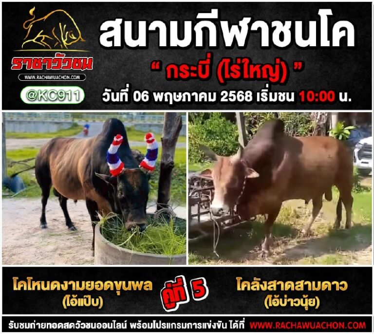 โปรแกรมวัวชน 6-5-2568
