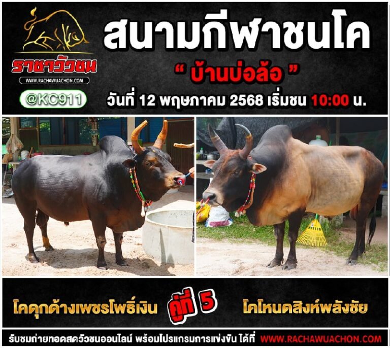 โปรแกรมวัวชน 12-5-2568