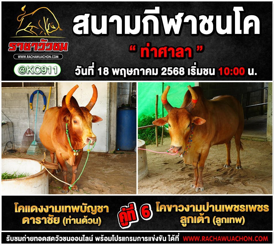 คลิปวัวชนย้อนหลัง 18-5-2568