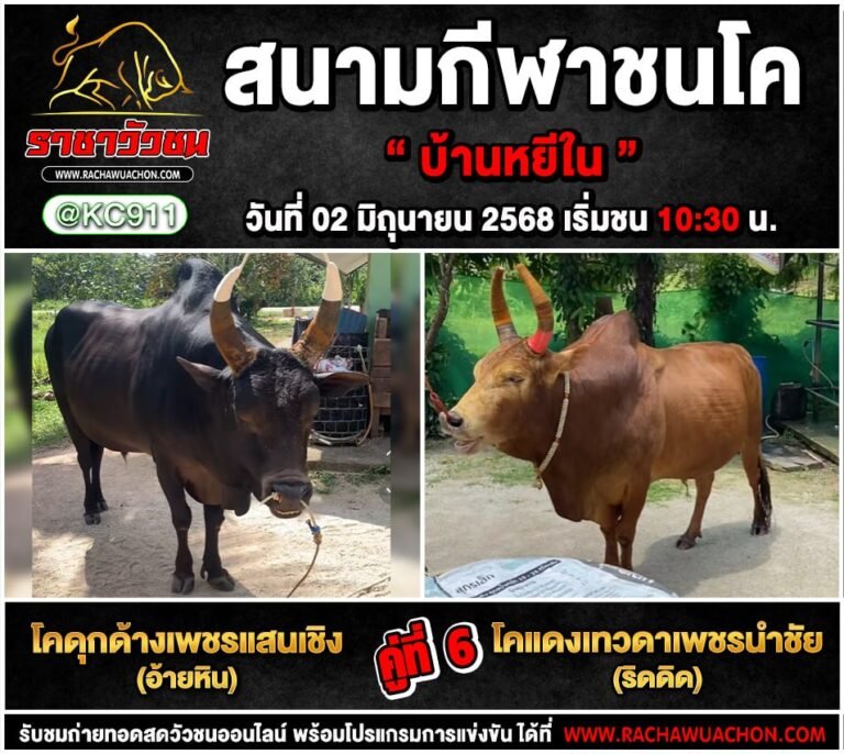 คลิปวัวชนย้อนหลัง 2-6-2568