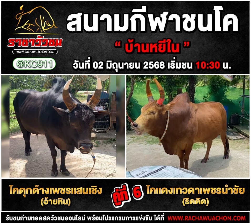 คลิปวัวชนย้อนหลัง 2-6-2568
