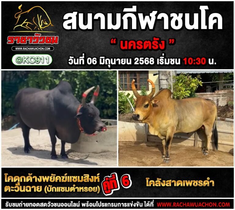 คลิปวัวชนย้อนหลัง 6-6-2568