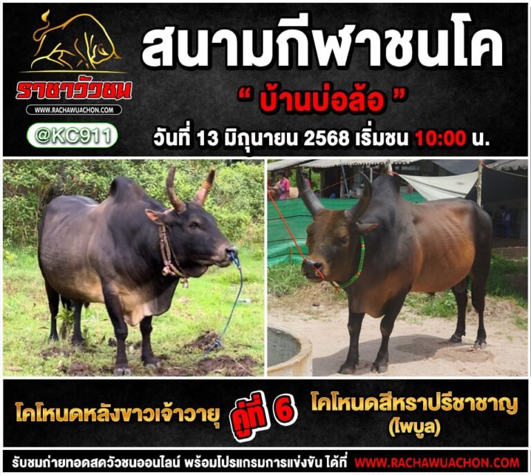 โปรแกรมวัวชน 13-6-2568