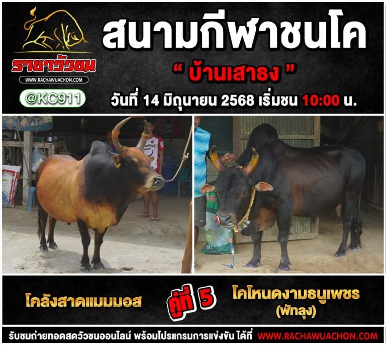 โปรแกรมวัวชน 14-6-2568