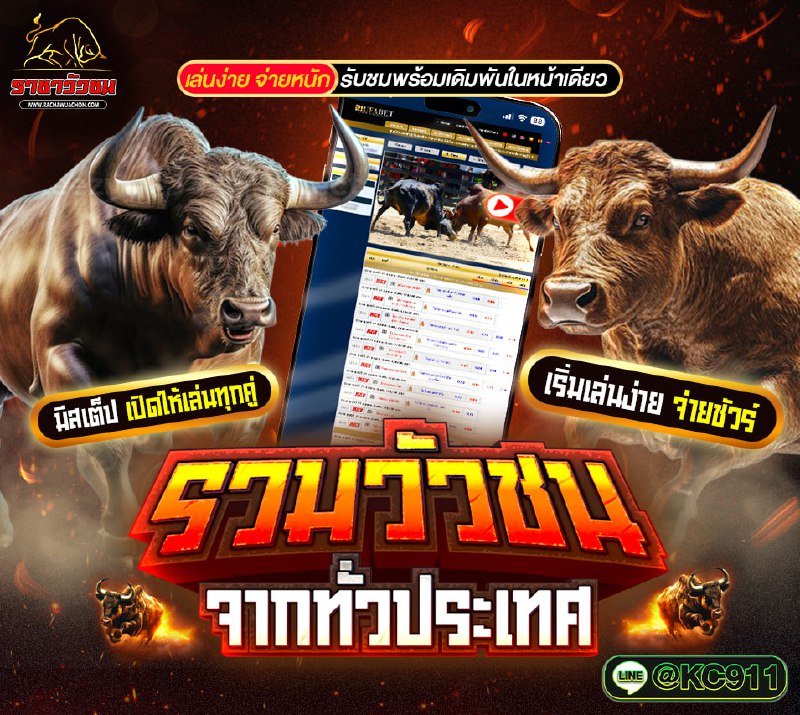 วัวชนออนไลน์ 20-6-2568
