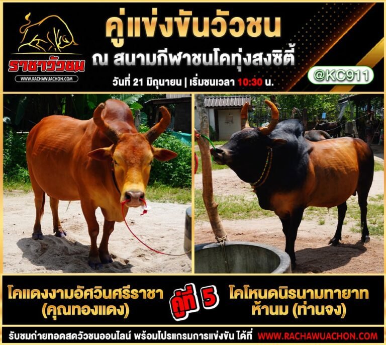 โปรแกรมวัวชน 21-6-2568