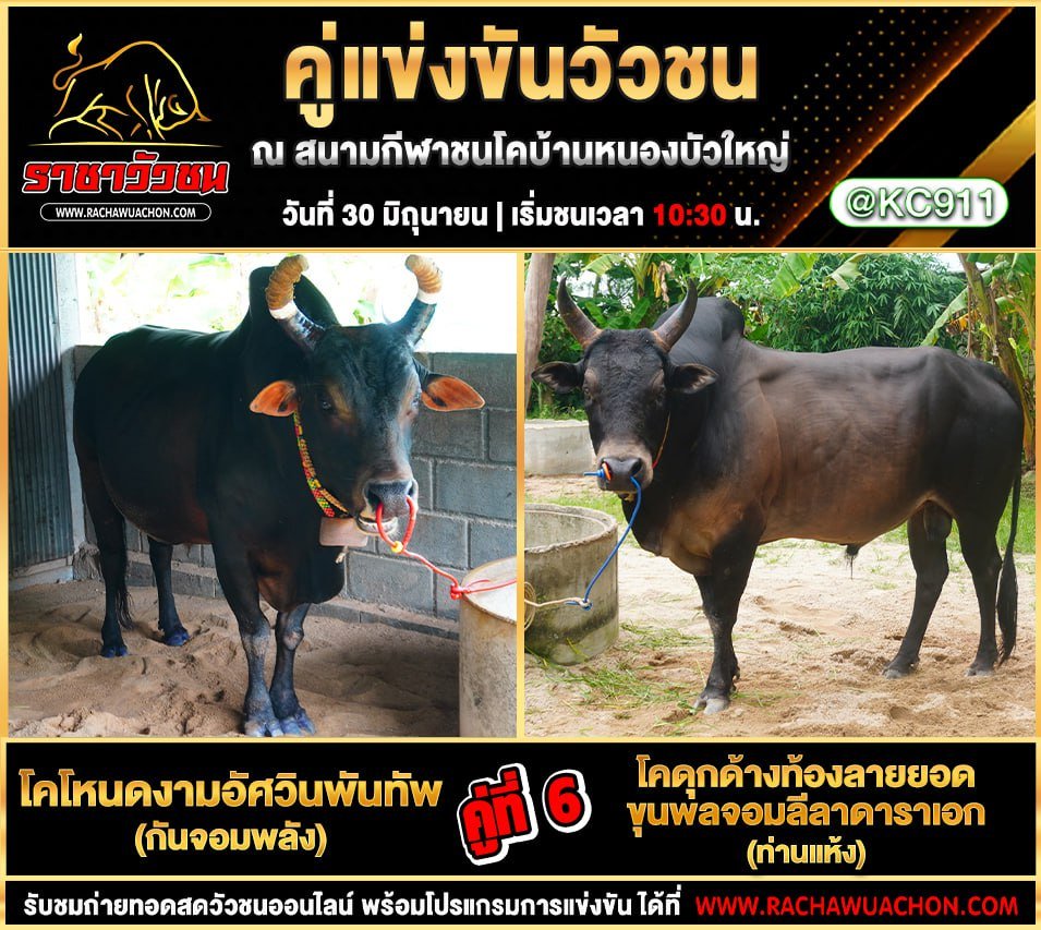 โปรแกรมวัวชน 30-6-2568