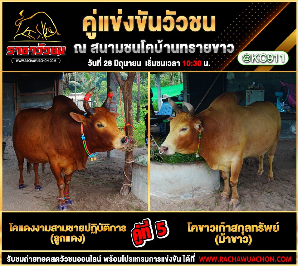 โปรแกรมวัวชน 28-6-2568