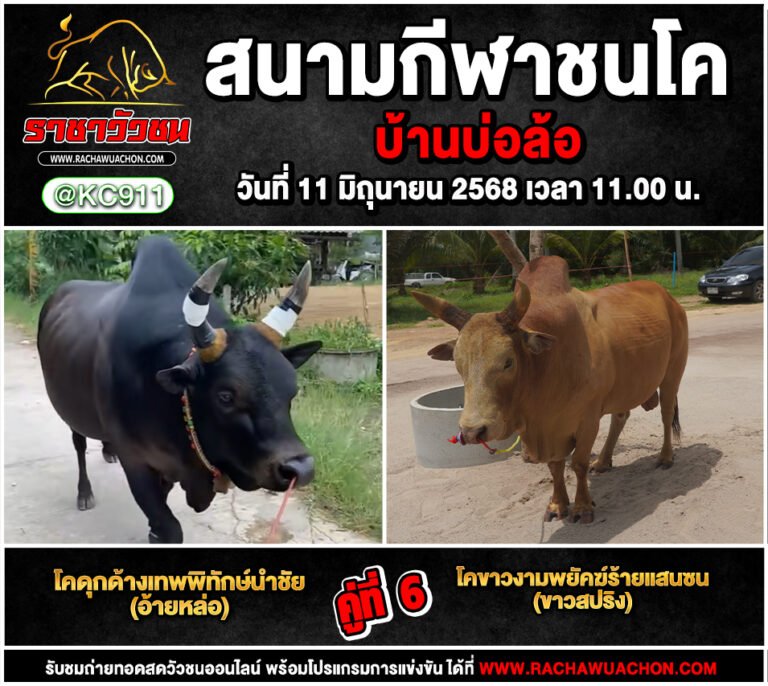 คลิปวัวชนย้อนหลัง 11-6-2568