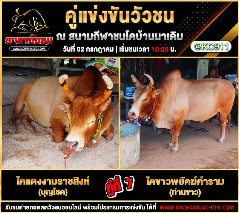 คลิปวัวชนยัอนหลัง 2-7-2568