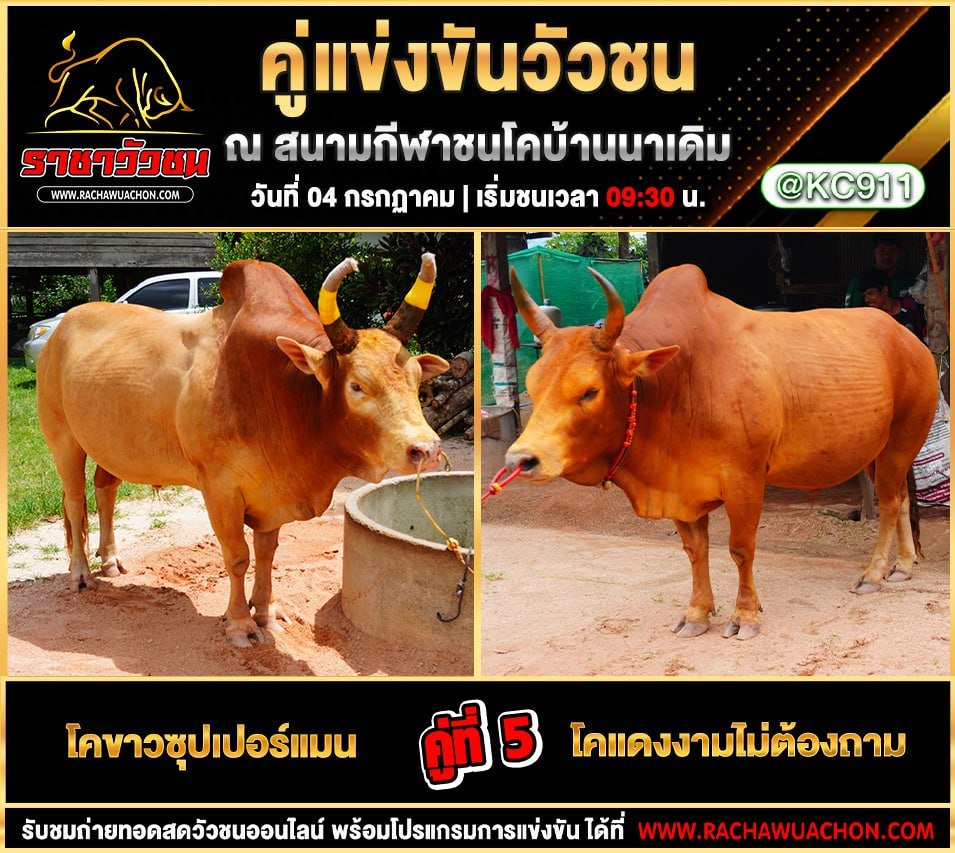 โปรแกรมวัวชน 4-7-2568