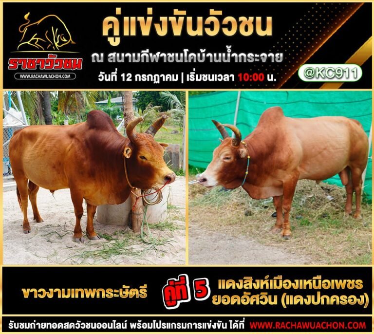 คลิปวัวชนย้อนหลัง 12-7-2568