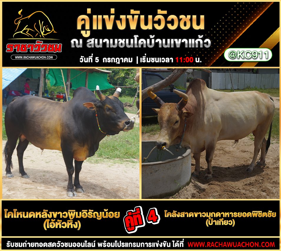 คลิปวัวชนย้อนหลัง 5-7-2568