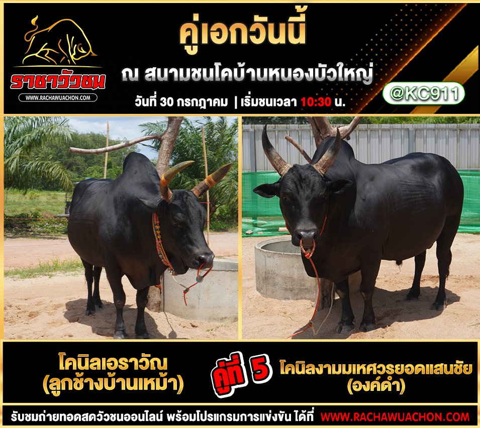 โปรแกรมวัวชน 30-7-2568