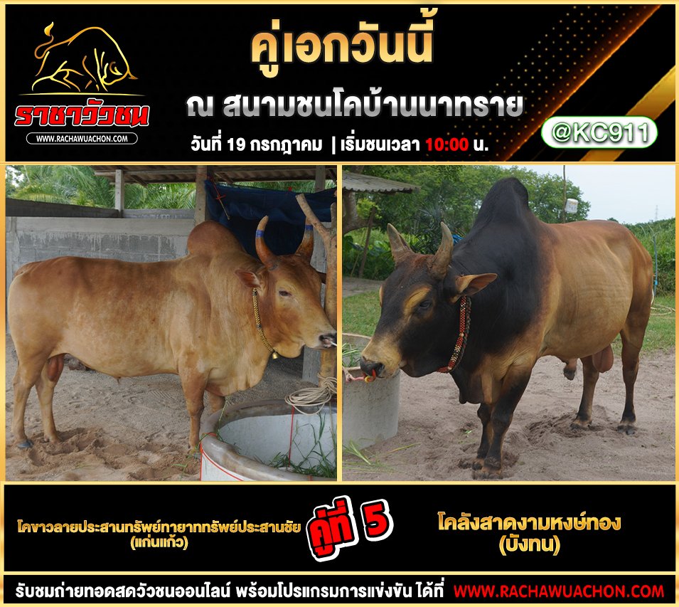 โปรแกรมวัวชน 19-7-2568