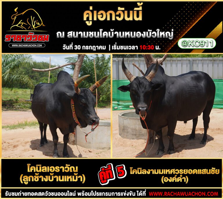 คลิปวัวชนย้อนหลัง 30-7-2568