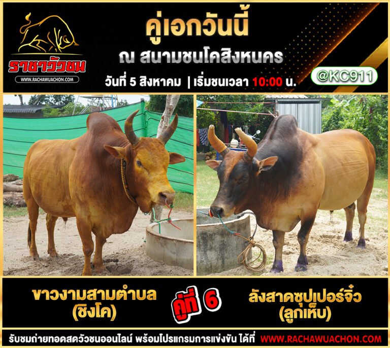 โปรแกรมวัวชน 5-8-2568