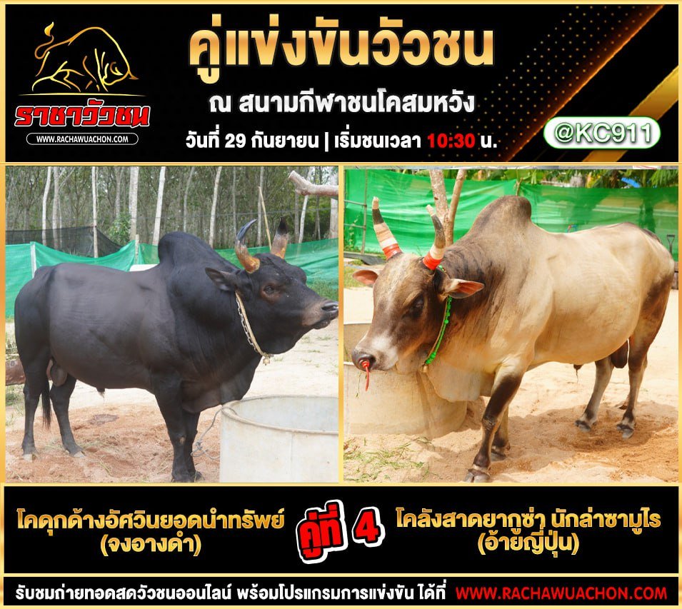 โปรแกรมวัวชนวันนี้ 29-9-2568