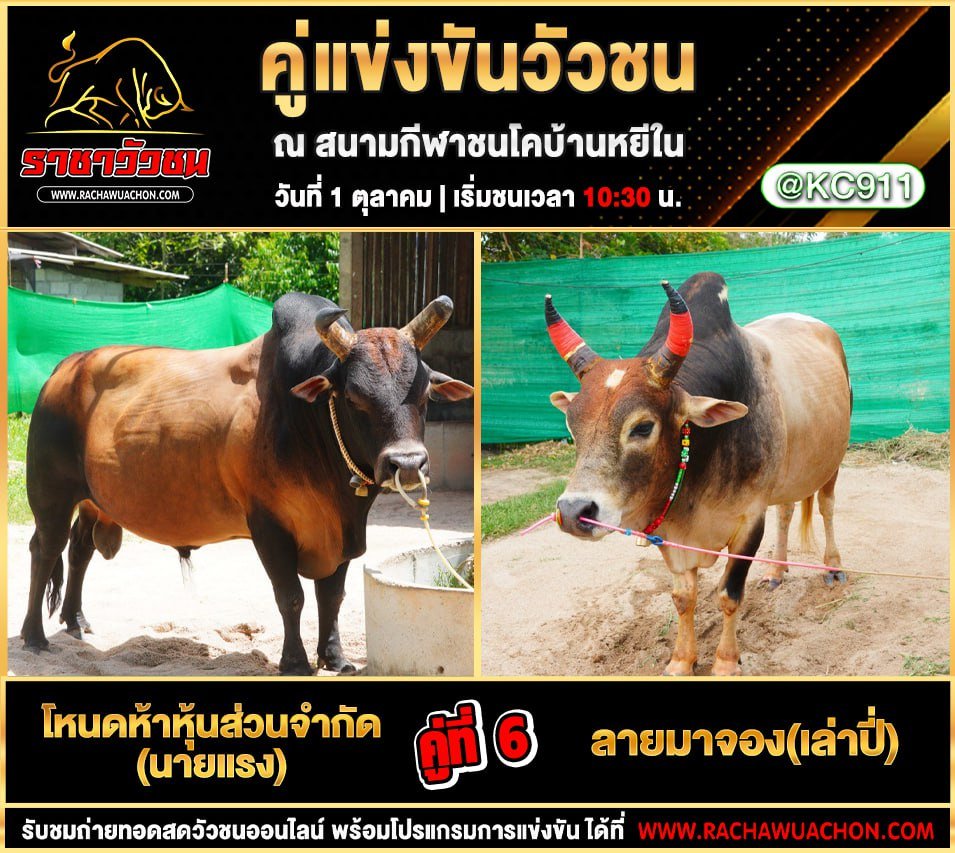 โปรแกรมวัวชนวันนี้ 1-10-2568