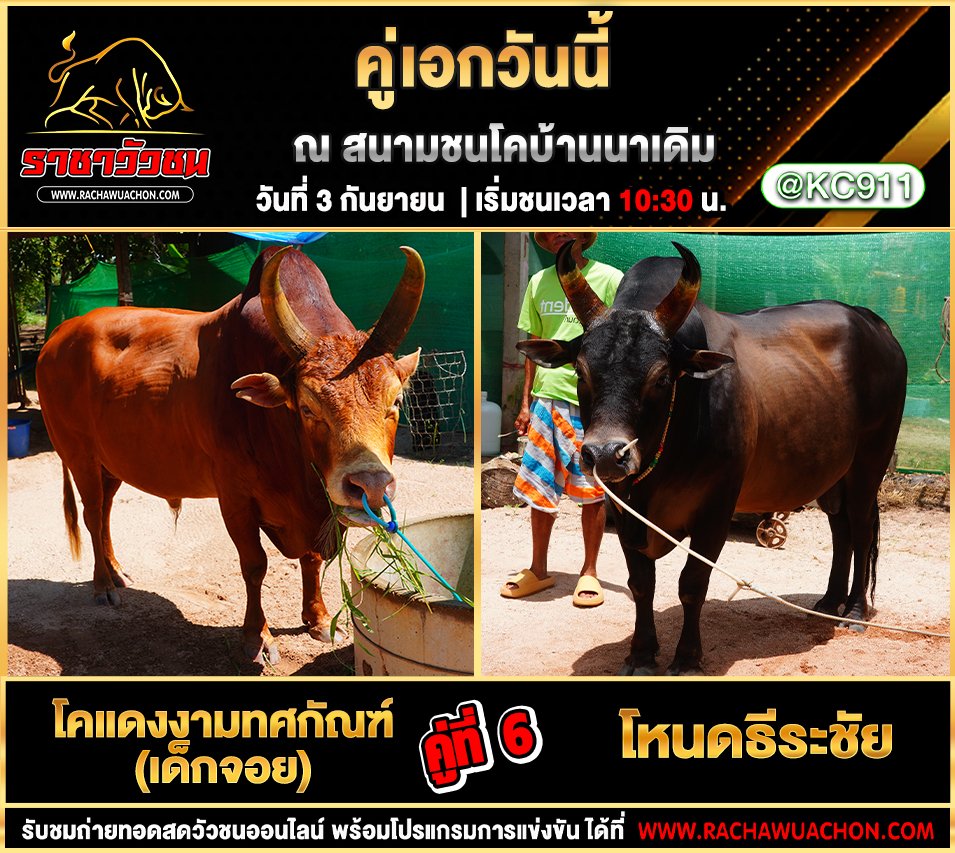 โปรแกรมวัวชนวันนี้ 3-9-2568
