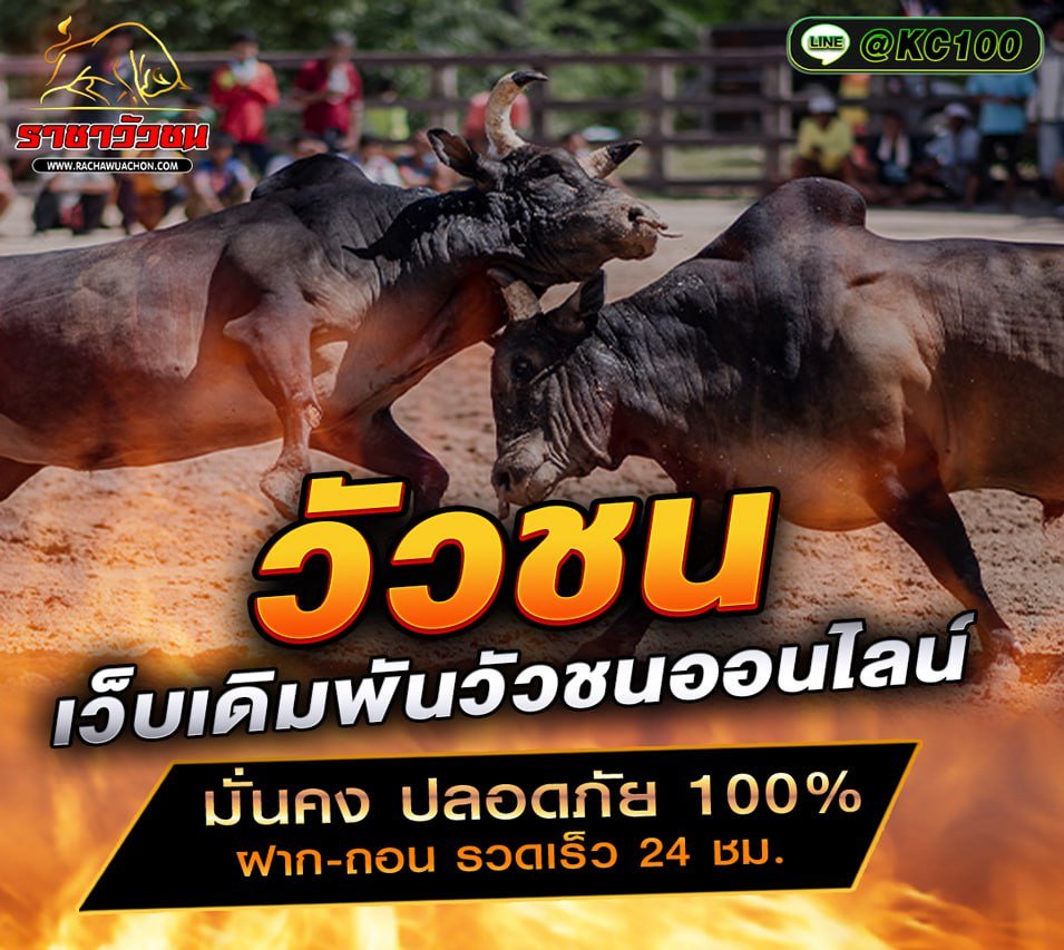 วัวชนวันนี้ 2-11-2568