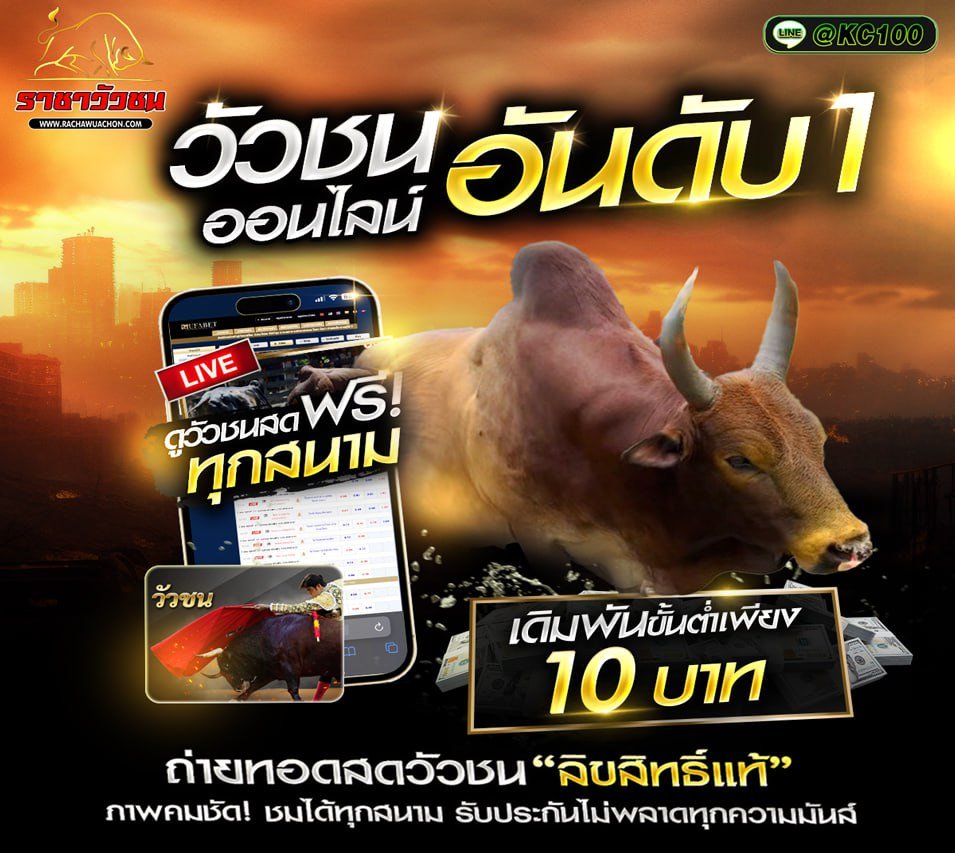 วัวชนวันนี้ 31-10-2568