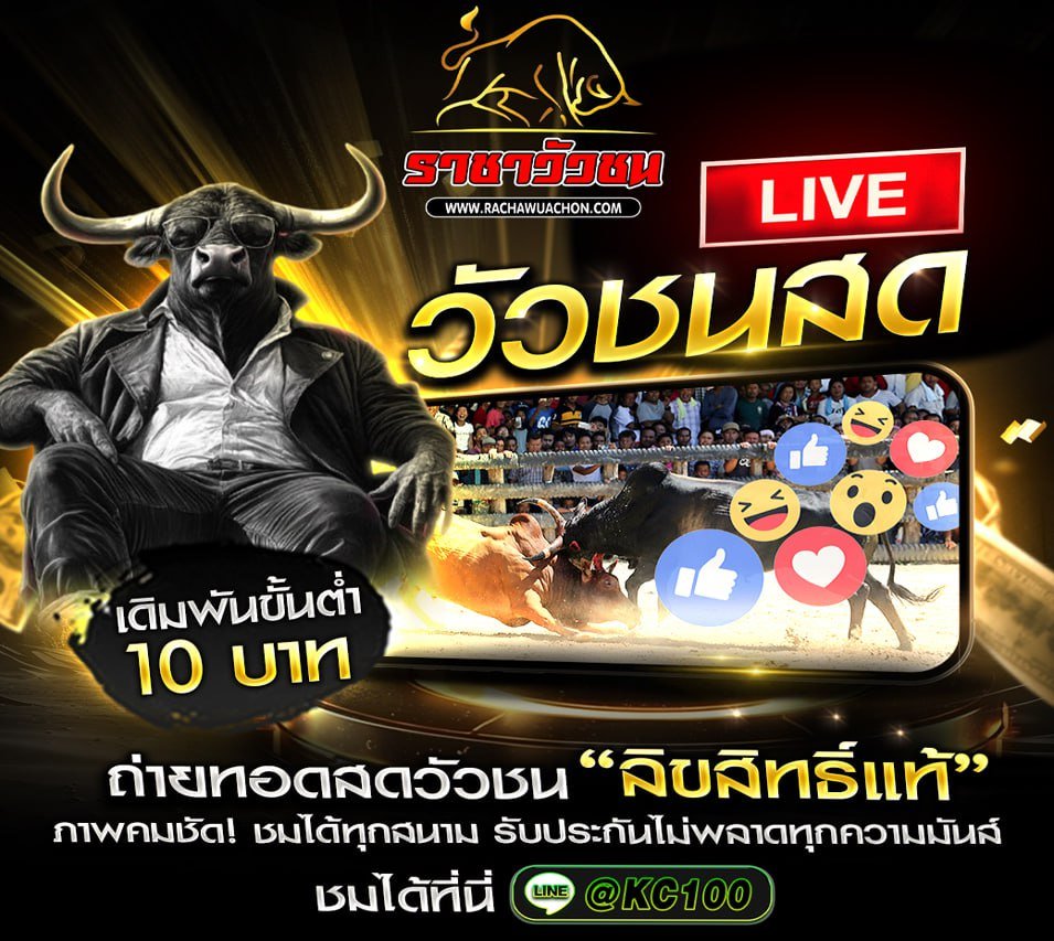 วัวชนวันนี้ 1-11-2568