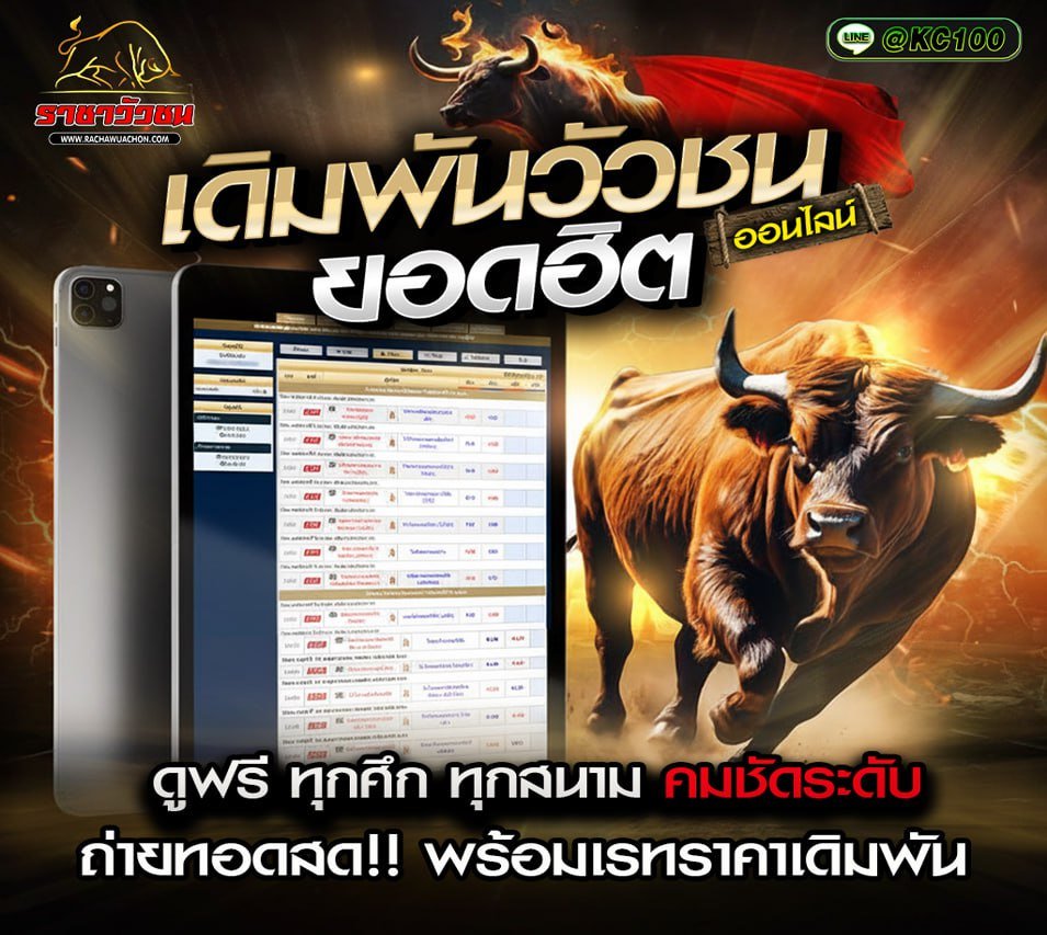 วัวชนวันนี้ 5-11-2568