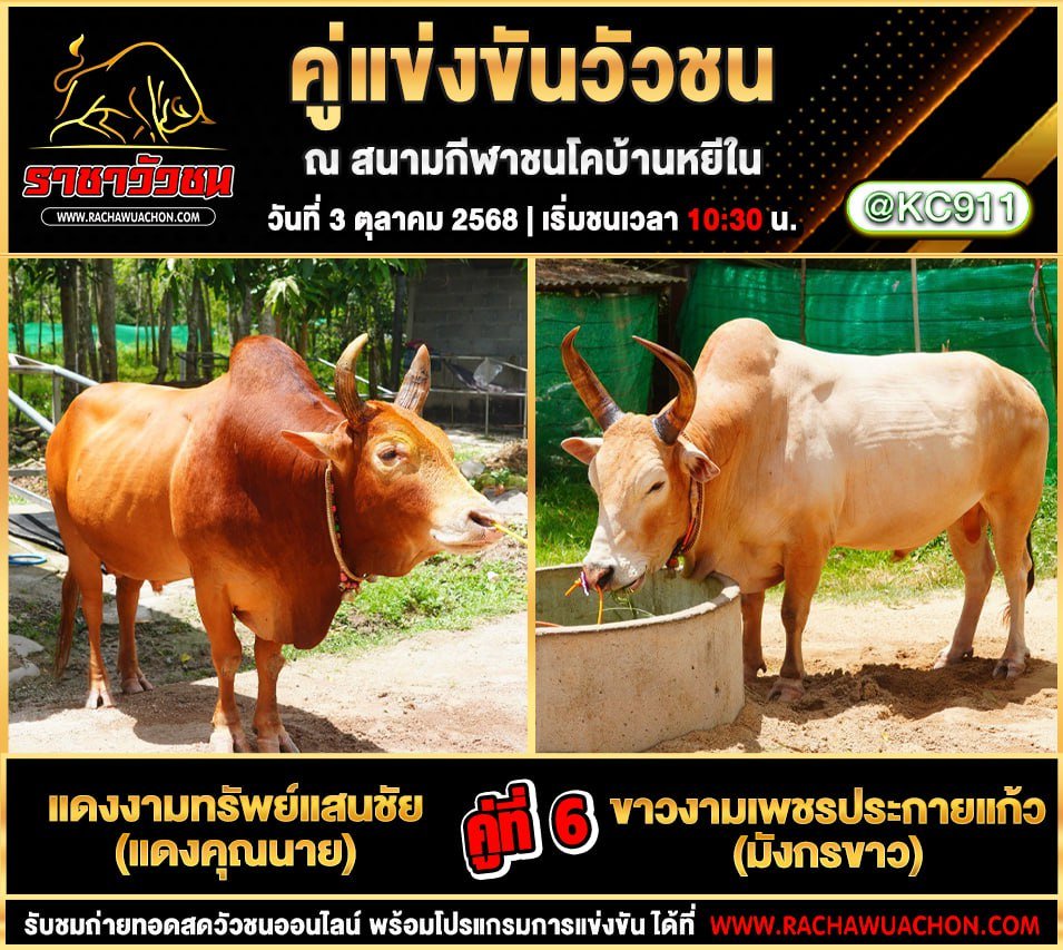 โปรแกรมวัวชนวันนี้ 3-10-2568