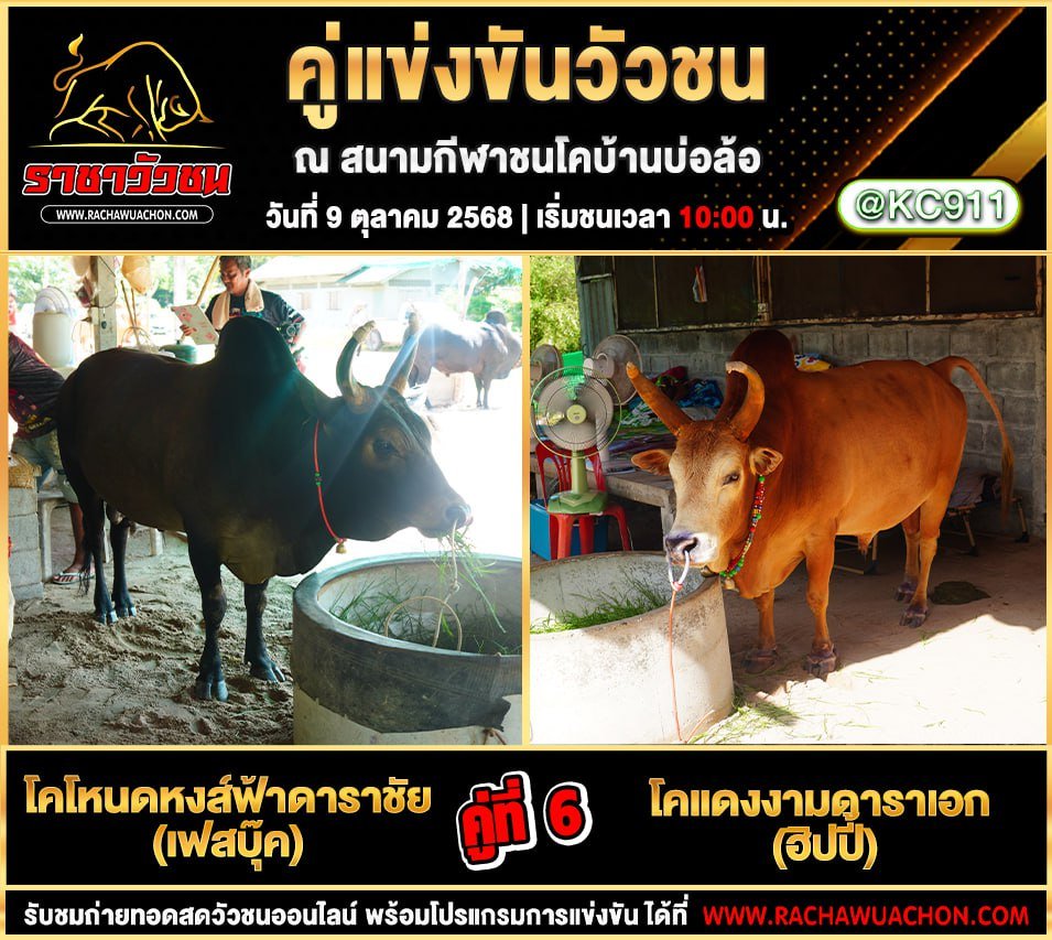 โปรแกรมวัวชนวันนี้ 9-10-2568