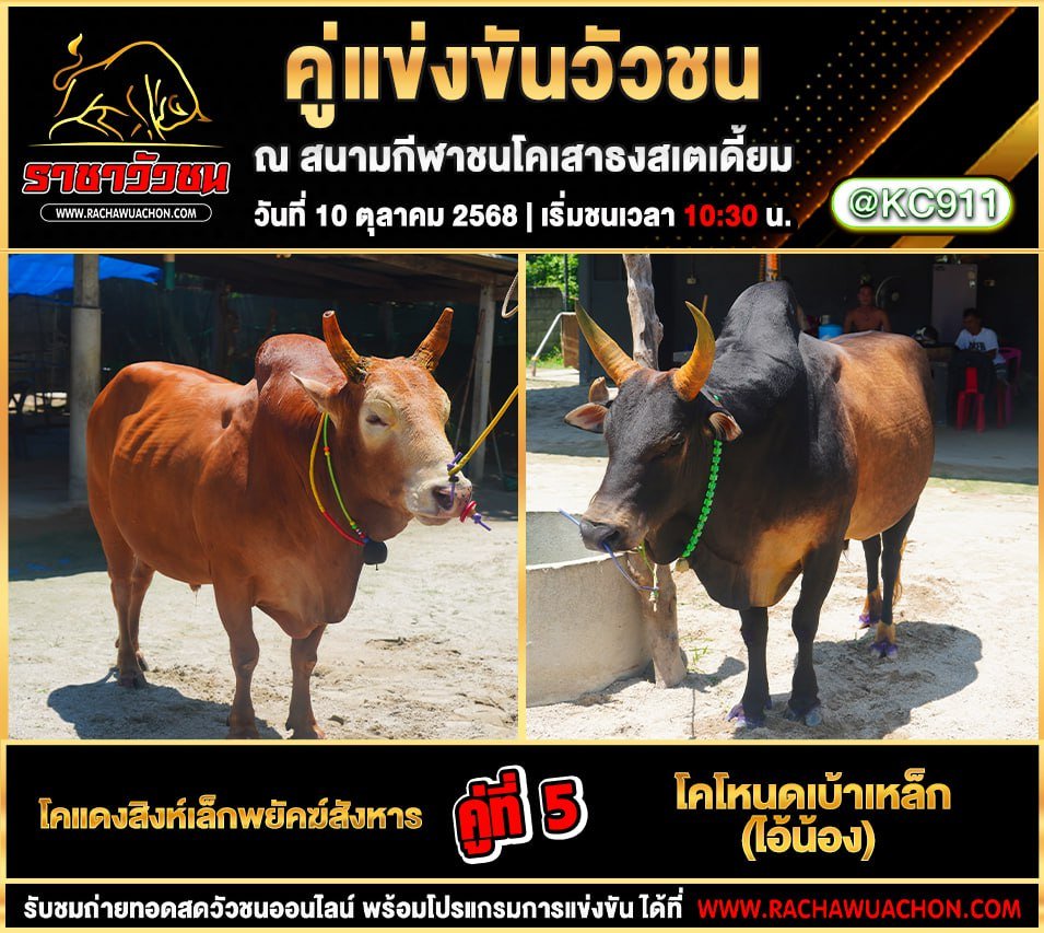 โปรแกรมวัวชนวันนี้ 10-10-2568