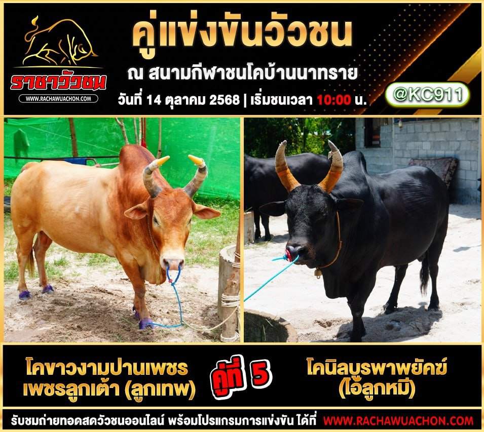 โปรแกรมวัวชนวันนี้ 14-10-2568