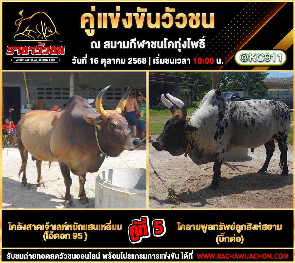โปรแกรมวัวชนวันนี้ 16-10-2568