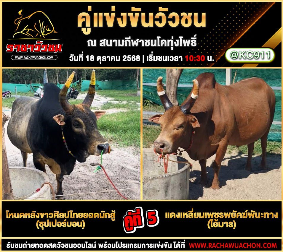 โปรแกรมวัวชนวันนี้ 18-10-2568