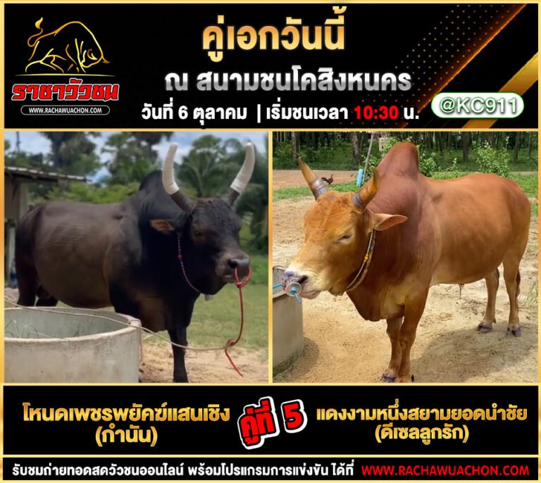 คลิปวัวชนย้อนหลัง 6-10-2568