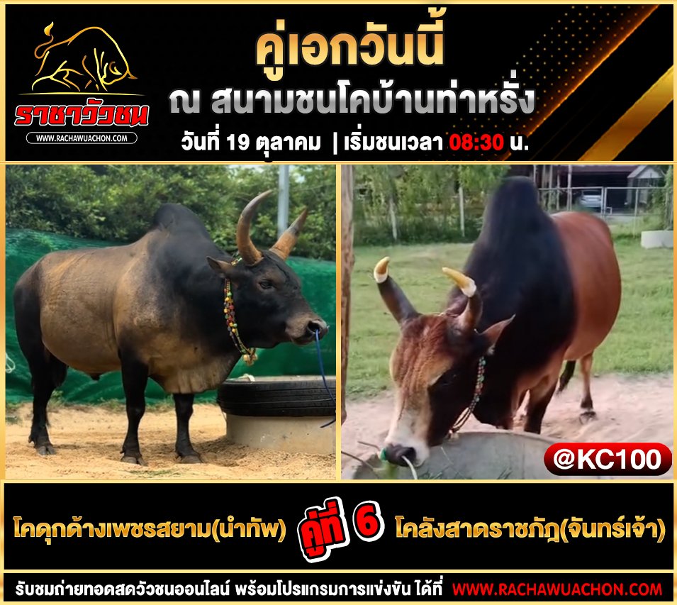 โปรแกรมวัวชนวันนี้ 19-10-2568