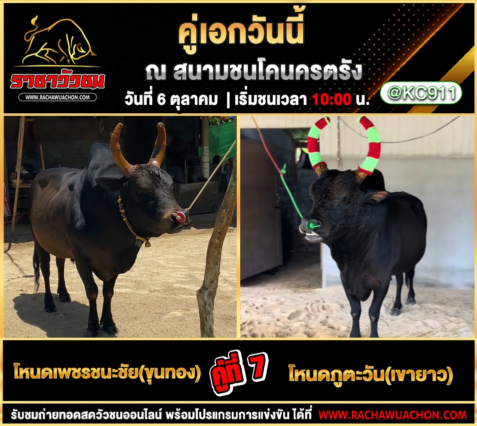 โปรแกรมวัวชนวันนี้ 6-10-2568