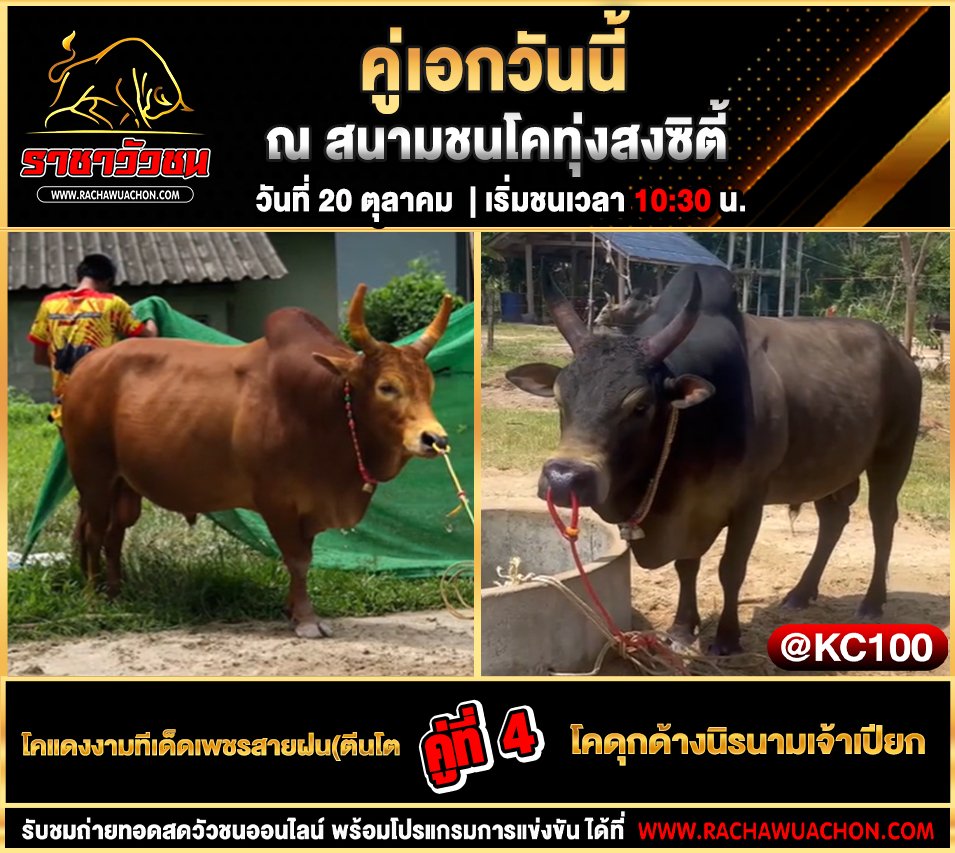 โปรแกรมวัวชนวันนี้ 20-10-2568