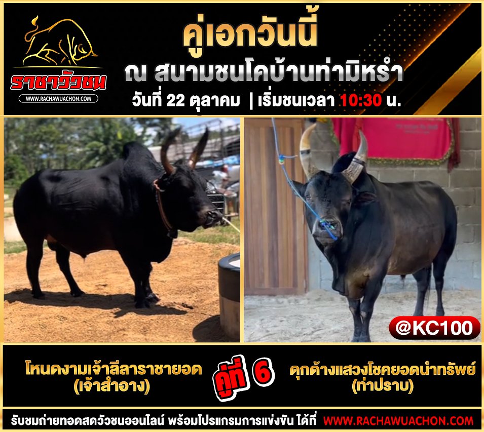 โปรแกรมวัวชนวันนี้ 22-10-2568