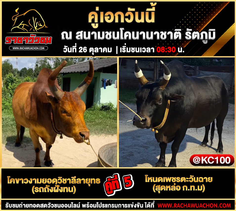 โปรแกรมวัวชนวันนี้ 26-10-2568